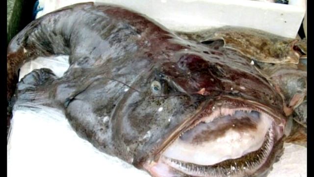 Топ 10 самых уродливых животных в мире. смотреть онлайн