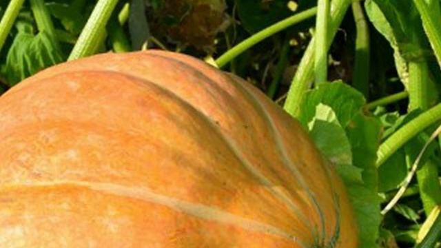 Как вырастить тыкву - Правила посадки и ухода смотреть онлайн