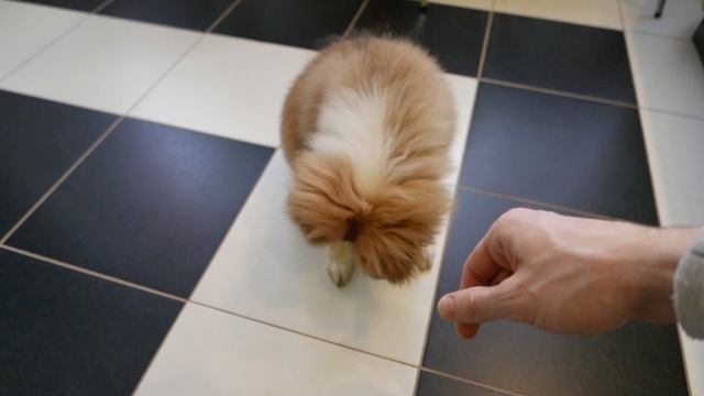 Гуляю с Шелти в зимнем лесу - Подстригаю когти и лапки. Подарки для Фреи ?? смотреть онлайн