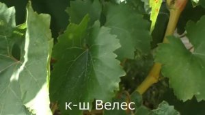 Виноград Беларуси . Лидчина. Сорт винограда к-ш Велес .