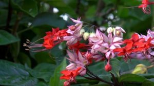 Panasonic Hc X920 test