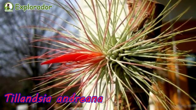 23 Hermosas Especies de Tillandsia o claveles del aire ! смотреть онлайн