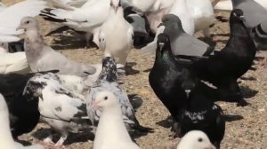 Знаменитый питомник Широкохвостых голубей Гейдара Бабаева в Баку!