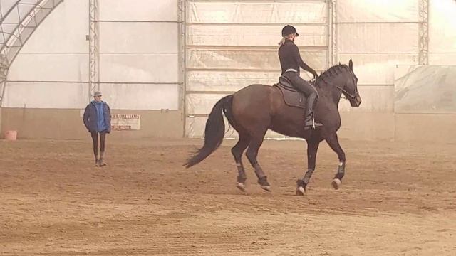 SHADRACH, FRIESIAN SPORT HORSE FOR SALE - 17H GELD - COLORADO смотреть онлайн