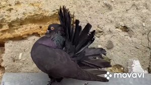 Голуби павлины. Индийские павлины 2020 Indian fantail pigeon