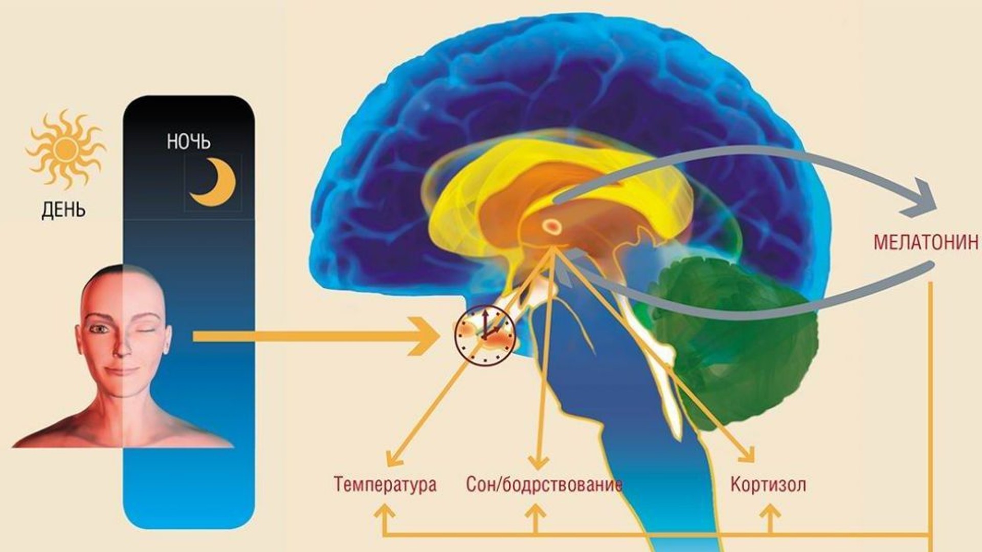 Гормон оказывающий влияние на регуляцию сна. Мелатонин гормон эпифиза. Гормоны сна и бодрствования. Эпифиз сон. Мелатонин шишковидная железа.