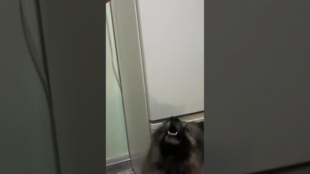 Пищалка-звук её детства. За такую игрушку жизнь продаст🤣 #кеесхонд #моясобака #преданность