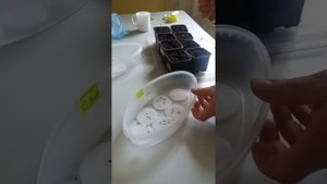 Как правильно выращивать Герань Пеларгонию из семян на пеленке,уход и размножение .Фильм №2