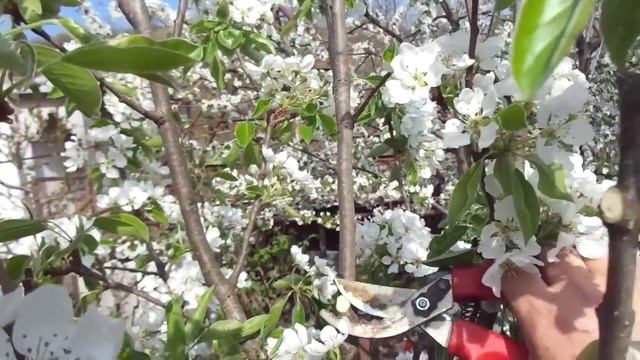 Обрезка груши и яблони - три закона. смотреть онлайн