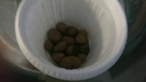 Как посадить Тис.