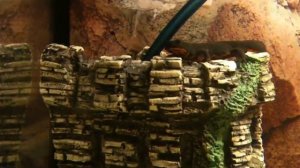 Тритон китайский краснобрюхий.