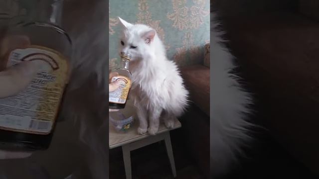 Мой кот - алкаш. Пошли такого за пивом ... Выпьет по дороге. смотреть онлайн