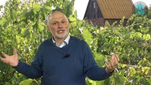 Секреты северного виноградарства