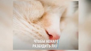 Кошка Муизза, пророка Мухаммада - белая абиссинская с разными глазами | Muizza cat, Prophet Muhamma