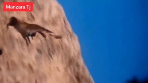 Шикори Укоб