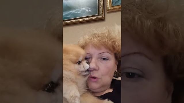 Ласковые померанцы