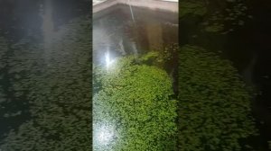 ПРОДАЖА :МАЛЕК Кои 89881468555  Купить в Краснодарском Крае  Карп Малек Кои Микс,  Корм для кои