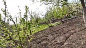 26/04/2022. Продолжаем рыхлить землю | Carver T-300.