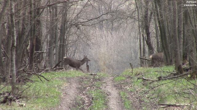 Черемша, первоцветы и олени в лесу || Deer in the spring forest
