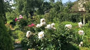 Цветут пионы и розы? Где растут и кто соседи.Пион Бартзелла.