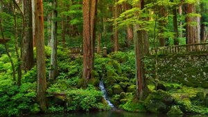 Успокаивающая музыка