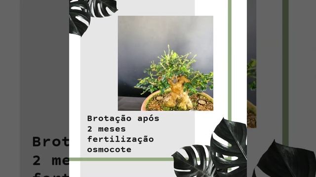 Remodelagem deste bonsai de Carmona microphylla. смотреть онлайн