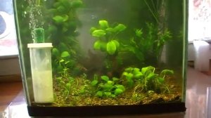 #Aquarim. Подача СО2 в аквариум.