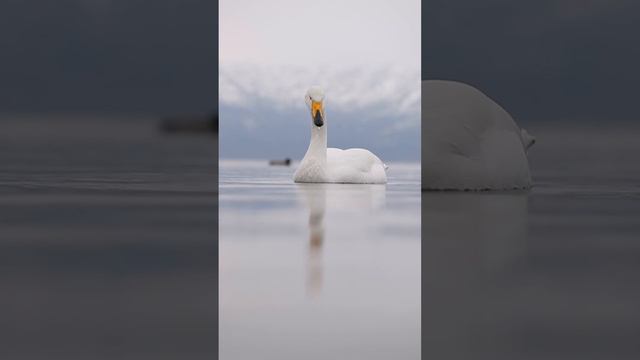 🦢Лебедь