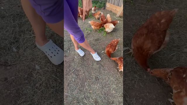 Комар и Курица