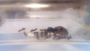 Чёрный садовый муравей Lasius niger