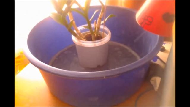 Щитовка -борьба с паразитом продолжается смотреть онлайн