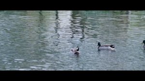 Что такое ипотечные облигации  | Игра на понижение. 2015. Момент из фильма