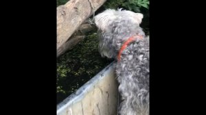 Цвергшнауцер, Миниатюрный Шнауцер. В кино, Интеллект, Вопросы и ответы,  История