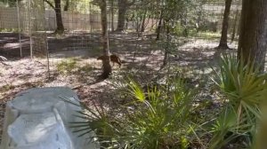 Caturday Walkabout with senior keepers Amanda and Kristen at Big Cat Rescue! 05 27 2023