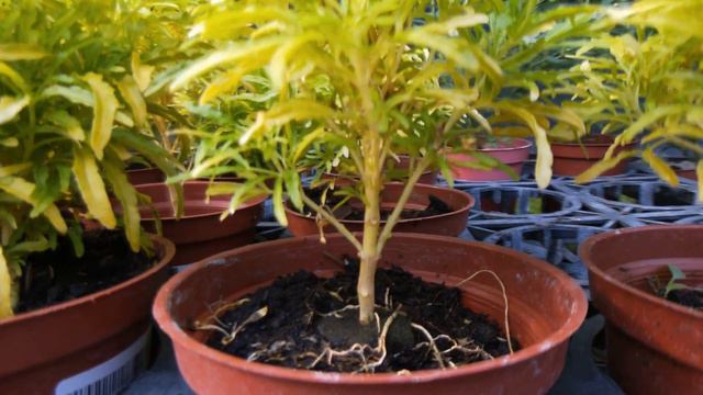 Euodia ridleyi 觀葉植物圖鑑 三爪金龍(黃金三叉虎) смотреть онлайн