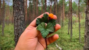 VLOG: Едем за кабачками / Все помидоры упали ? / Сколько банок законсервировал