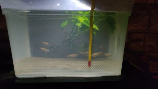 Кардинал золотой посадил на нерест смотреть онлайн