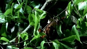 5 САМЫХ НЕОБЫЧНЫХ и МЕРЗКИХ НАСЕКОМЫХ в МИРЕ