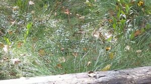 Верховое болото. Судогодский район