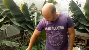 Вирощування Ананасів в своїй теплиці. Цвітіння Ананаса / Выращивание ананаса в своей теплице.