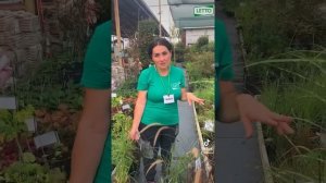 Злаковые травы— самые неприхотливые и эффектные растения