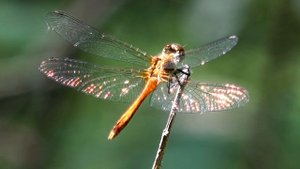 Стрекозы лат.Odonata у стрекозы крылья переливается на солнышке золотистого цвета