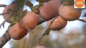 ХУРМА. Польза и вред для организма. Ненадо! Употреблять много даже 1 хурма.ПОДПИШИТЕСЬ НА МОЙ КАНАЛ