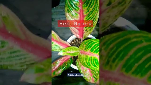 #aglonema Red Nancy #aglonemalovers #aglonemaindonesia #aidinagarden #aglolovers #aglonemakoleksian