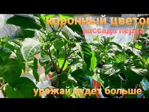 Рассада перца Коронный цветок Удалять или нет Можно ли заглублять рассаду перца