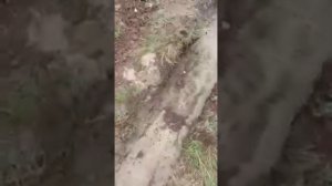 Устройство дренажа без щебня своими руками
