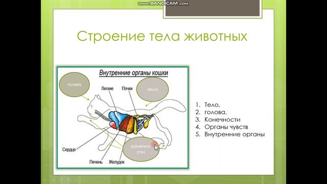 природоведение 5 класс Организм и его свойства  Разнообразие организмов