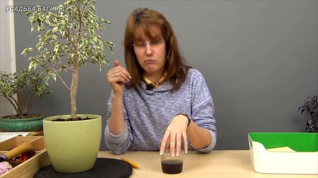 Как и чем удобрять фикусы Бенджамина.