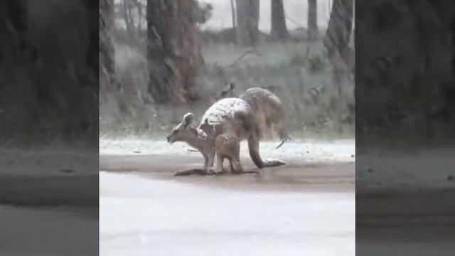 Снег в Австралии