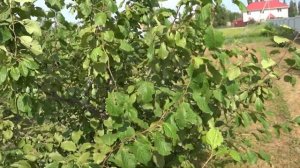 обрезка молодой сливы. результат отгибания - урожай